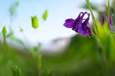 Bahçede Aquilegia vulgaris 'in mor çiçeklerinin seçici odağı. Doğal çiçek arkaplanı..