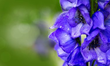 Carmichael Monkshood 'un mavi çiçeklerine yakın çekim.