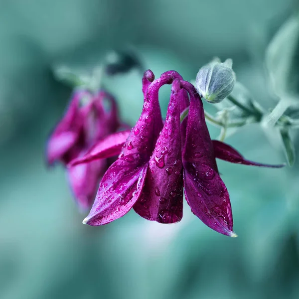 Az Aquilegia vulgaris lila lilájának szelektív fókusza a kertben. — Stock Fotó