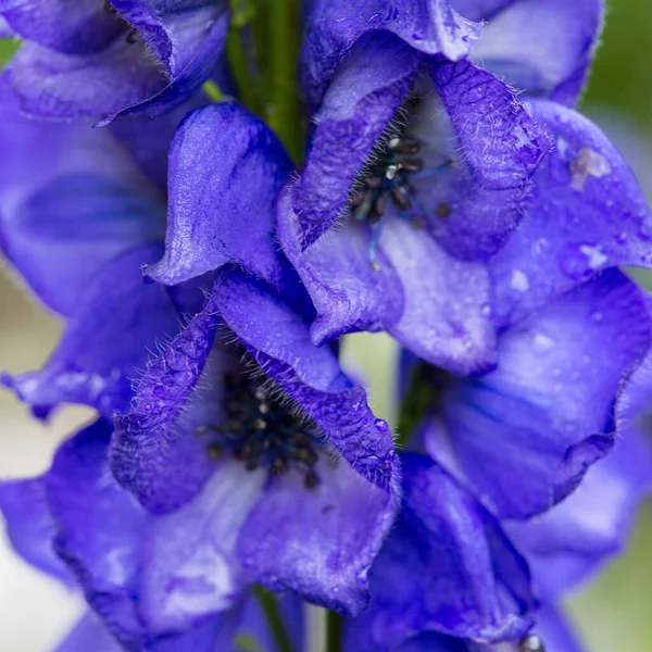 Detailní záběr na modré květy Carmichaels Monkshood. — Stock fotografie