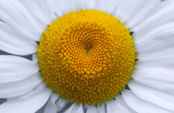 Gros plan d'une belle fleur de marguerite blanche. — Photo