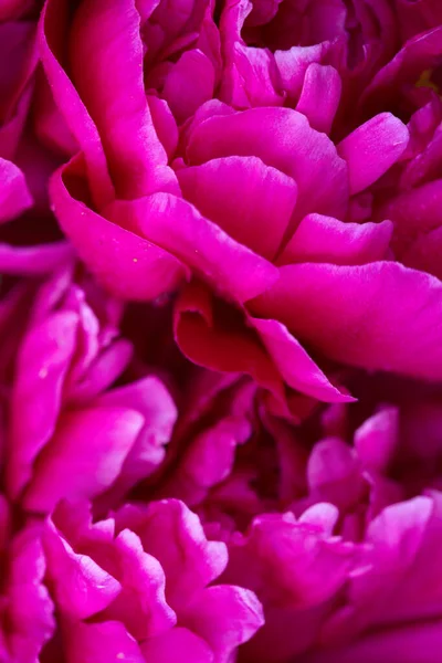 Macro photo of big pink peony in summer garden. — Stock Photo, Image