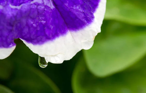 Close -up on niebieski kwiat Petunia z kroplą wody. — Zdjęcie stockowe