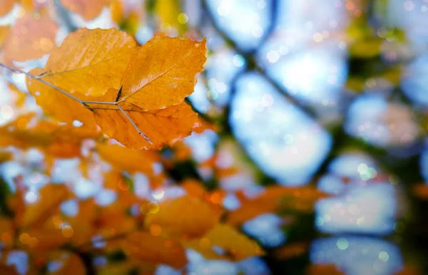 Yellow autumn leaves isolated on blur background. — Stock Photo, Image