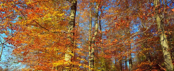 秋の木々の間に青空。自然背景. — ストック写真