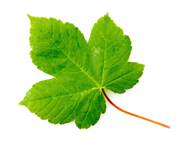 Hoja de arce verde grande aislada sobre un fondo blanco. —  Fotos de Stock