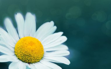 Yeşil arka planda izole edilmiş güzel beyaz bir Marguerite 'in yakın çekimi..