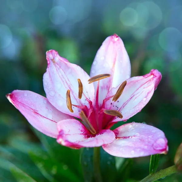 Rosa lirio tiro en hermosa luz natural aislado sobre fondo borroso. —  Fotos de Stock