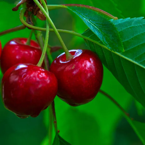 Gros plan sur les grandes cerises accrochées à une branche de cerisier. — Photo