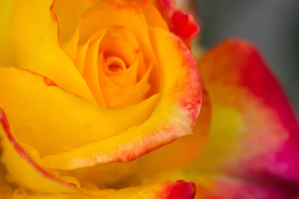 Gele roos close-up met waterdruppels .Verjaardagskaart. — Stockfoto