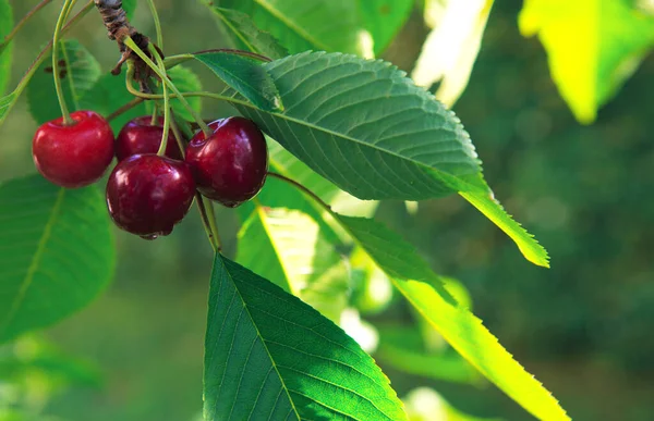 Close up op grote kersen opknoping op een kersenboom tak. — Stockfoto