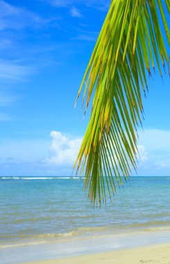 Palmiye dalı ve Karayip denizi. Seyahat arkaplanı.