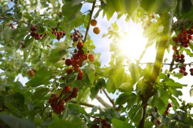 Kiraz ağacının dalında asılı kırmızı büyük kirazlar.