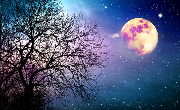 형형색색의 밤하늘에 있는 나무와 보름달. — 스톡 사진