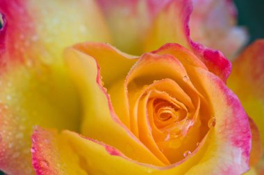 Sarı gül, su damlalarıyla yakınlaş. Doğum günü kartı..