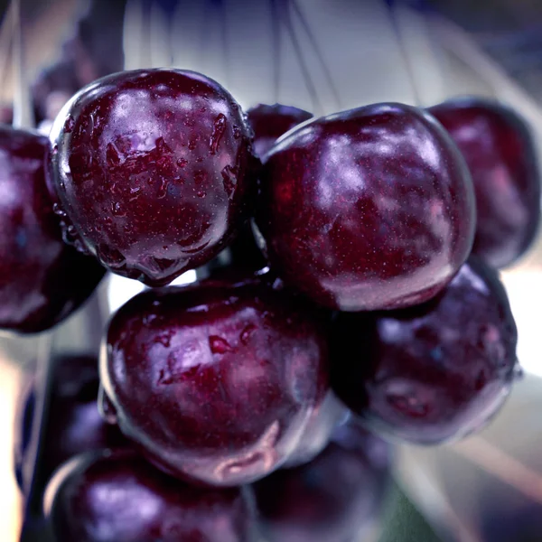 Close-up em grandes cerejas penduradas em um galho de árvore. — Fotografia de Stock