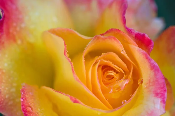 Gele roos close-up met waterdruppels .Verjaardagskaart. — Stockfoto