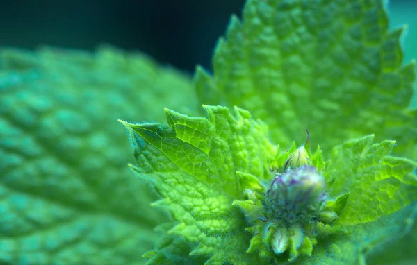 Grön pepparmynta blad bakgrund. Naturgrön bakgrund. — Stockfoto