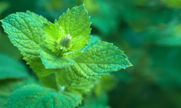 Menta verde lasă fundal. Natura verde fundal . — Fotografie, imagine de stoc