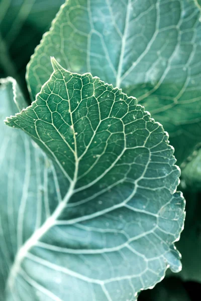 Hijau daun latar belakang. Tekstur alam daun makro — Stok Foto