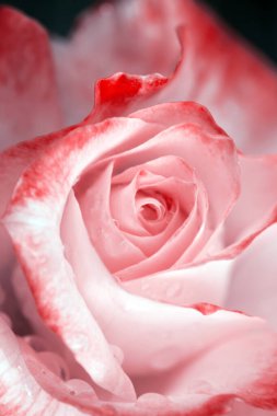 Pembe gül su damlalarıyla kaplandı. Doğum günü kartı..