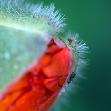 Yeşil bulanık arkaplanda izole edilmiş haşhaş tomurcuğuna ve karıncaya yakınlaş.