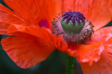 Yakından, yeşil üzerine izole edilmiş büyük kırmızı bir gelinciğin görüntüsü..