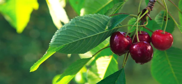 Gros plan sur les grandes cerises accrochées à une branche de cerisier. — Photo