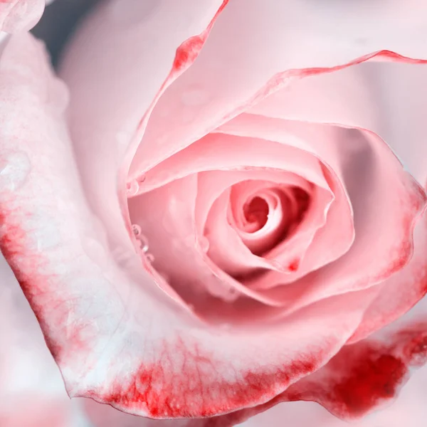 Pembe gül su damlalarıyla kaplandı. Doğum günü kartı..