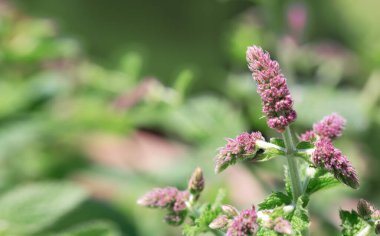 Pembe nane çiçeği arka planı. Doğa yeşil arkaplan.