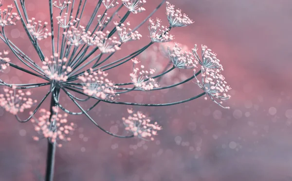 Close-up van bloeiende dille bloemen geïsoleerd op wazig achtergrond. — Stockfoto