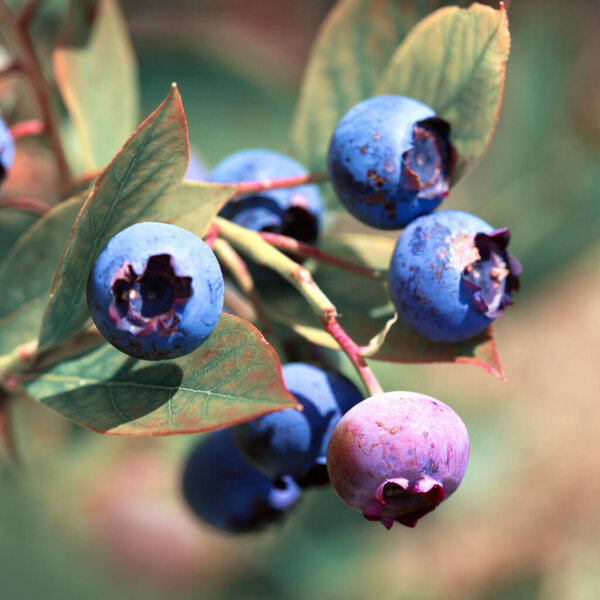 Черничный прутик в саду в летнее время.