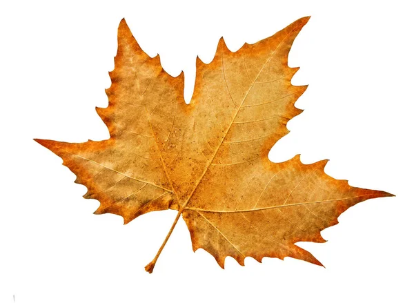 Close up on autumn maple leaf isolated on white background. — Stock Photo, Image