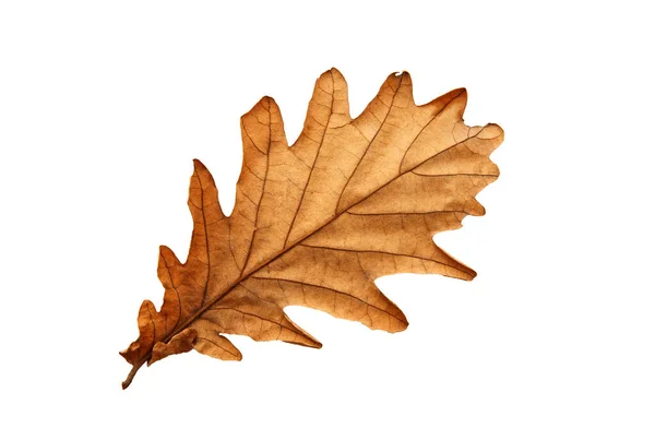 Close up su foglia di quercia autunno isolato su sfondo bianco. — Foto Stock