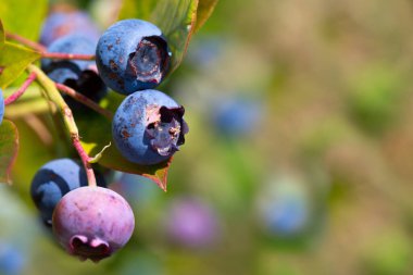 Yazın bahçede yabanmersini dalı.