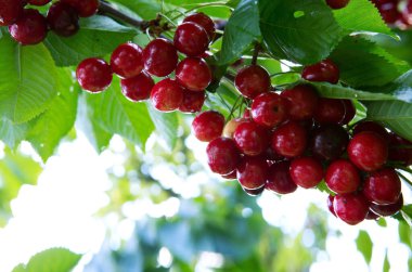 Kiraz ağacının dalında asılı kırmızı büyük kirazlar.