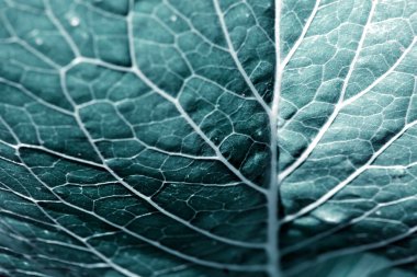 Yeşil yapraklar arka plan. Makro Yaprak doğa dokusu