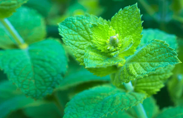 La menta verde deja el fondo. Naturaleza fondo verde. — Foto de Stock