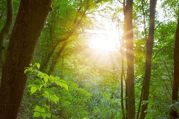 Forêt d'été avec un soleil éclatant à travers les arbres — Photo