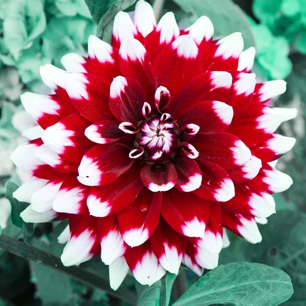 Feche a foto de uma flor de dália vermelha e branca. — Fotografia de Stock