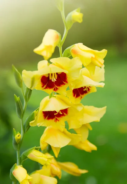 庭の美しい赤と黄色のグラジオラスの花 — ストック写真