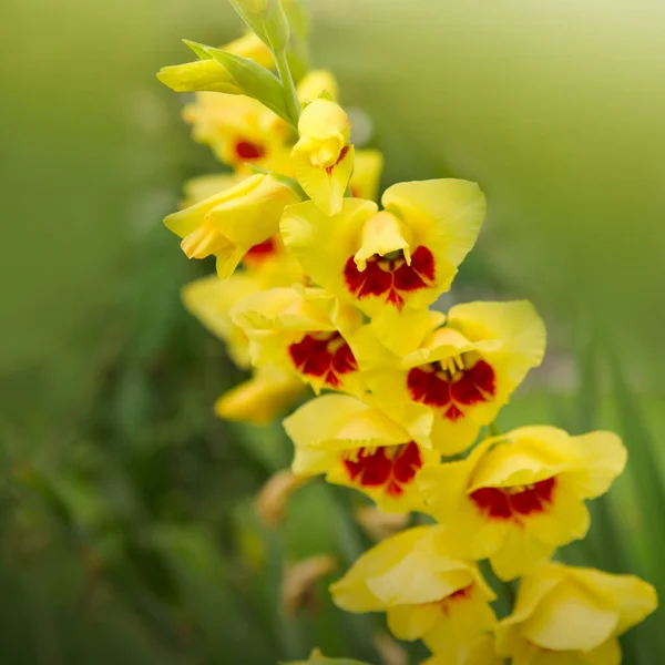 庭の美しい赤と黄色のグラジオラスの花 — ストック写真