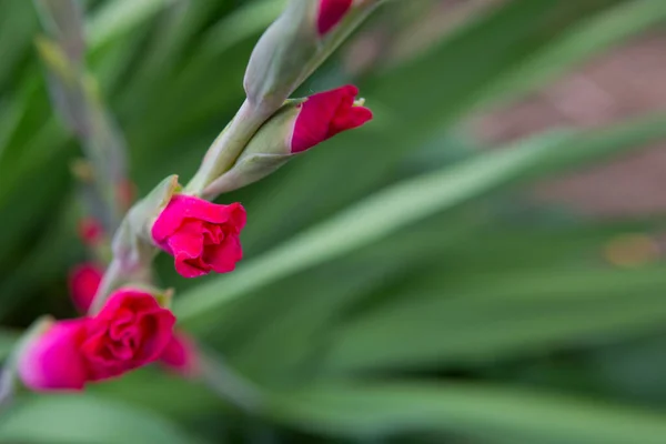 Piękny czerwony gladiolus kwiat w ogrodzie — Zdjęcie stockowe