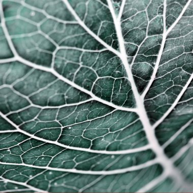 Yeşil yapraklar arka plan. Makro Yaprak doğa dokusu