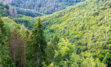 Yaz ormanı arka planı, güzel kuş bakışı yeşil ağaçlar. .