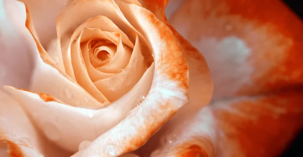 白色的玫瑰与水滴紧密相连。生日卡片. — 图库照片