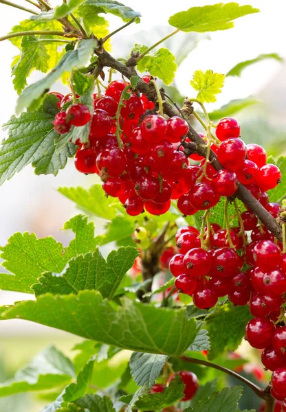 Rama de grosella roja con hojas verdes de cerca. — Foto de Stock