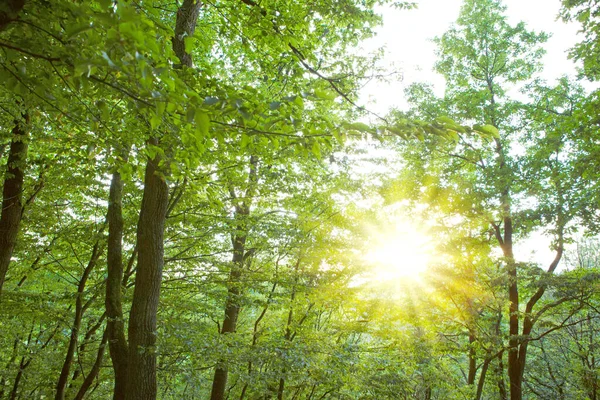 Forêt d'été avec un soleil éclatant à travers les arbres — Photo