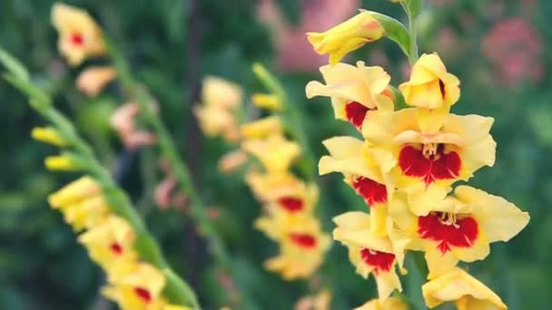 Gyönyörű piros és sárga gladiolus virág a kertben — Stock videók