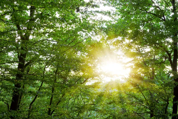 Forêt d'été avec un soleil éclatant à travers les arbres — Photo